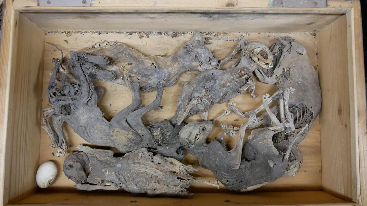 Zu sehen ist eine Holzkiste mit mehreren mumifizierten Katzenkörpern