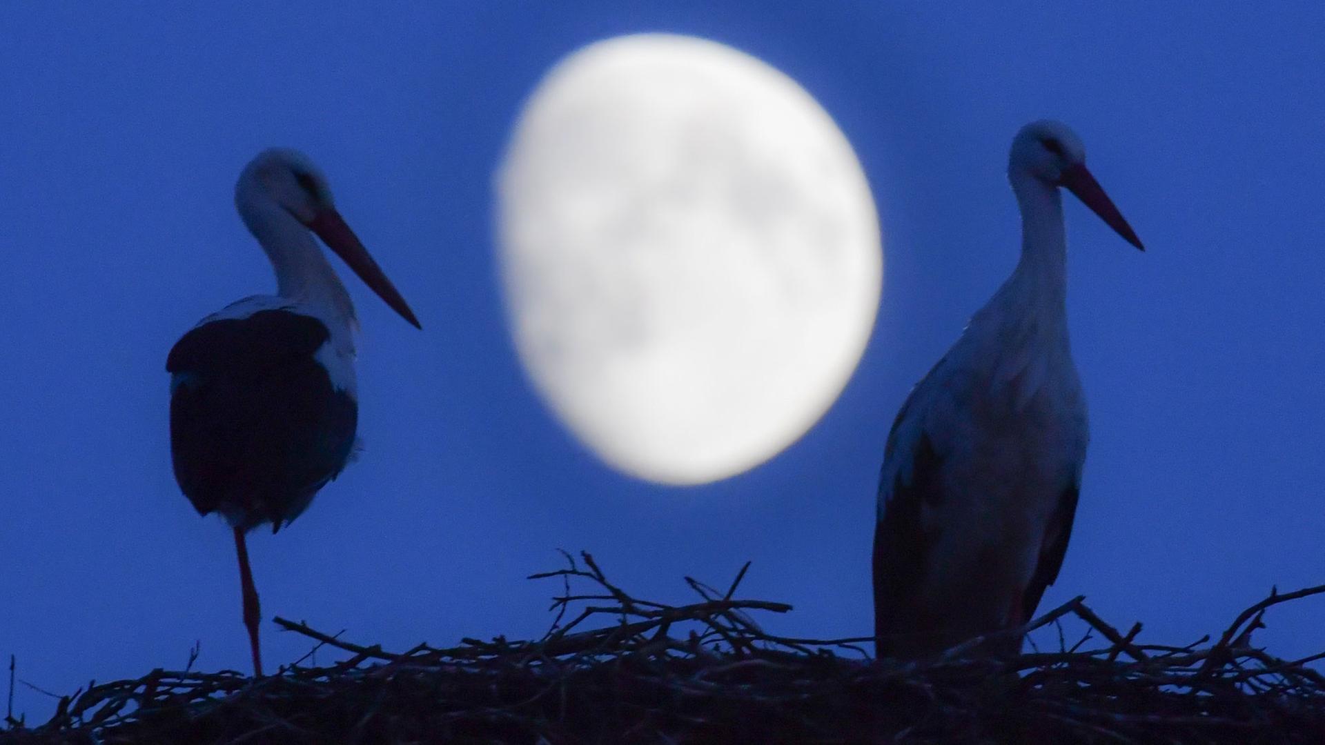 Ein Weißstorchpaar steht in seinem Nest, während im Hintergrund der zunehmende Mond am Nachthimmel zu sehen ist. Ein Weißstorchpaar steht in seinem Nest, während im Hintergrund der zunehmende Mond am Nachthimmel zu sehen ist.