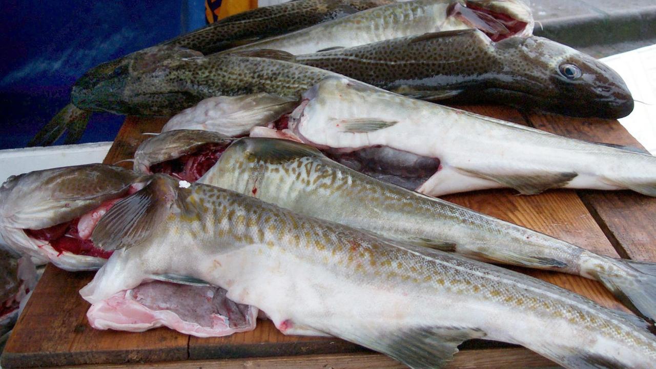 Kabeljau aus der Nordsee, aufgenommen auf einem Markt in Kopenhagen