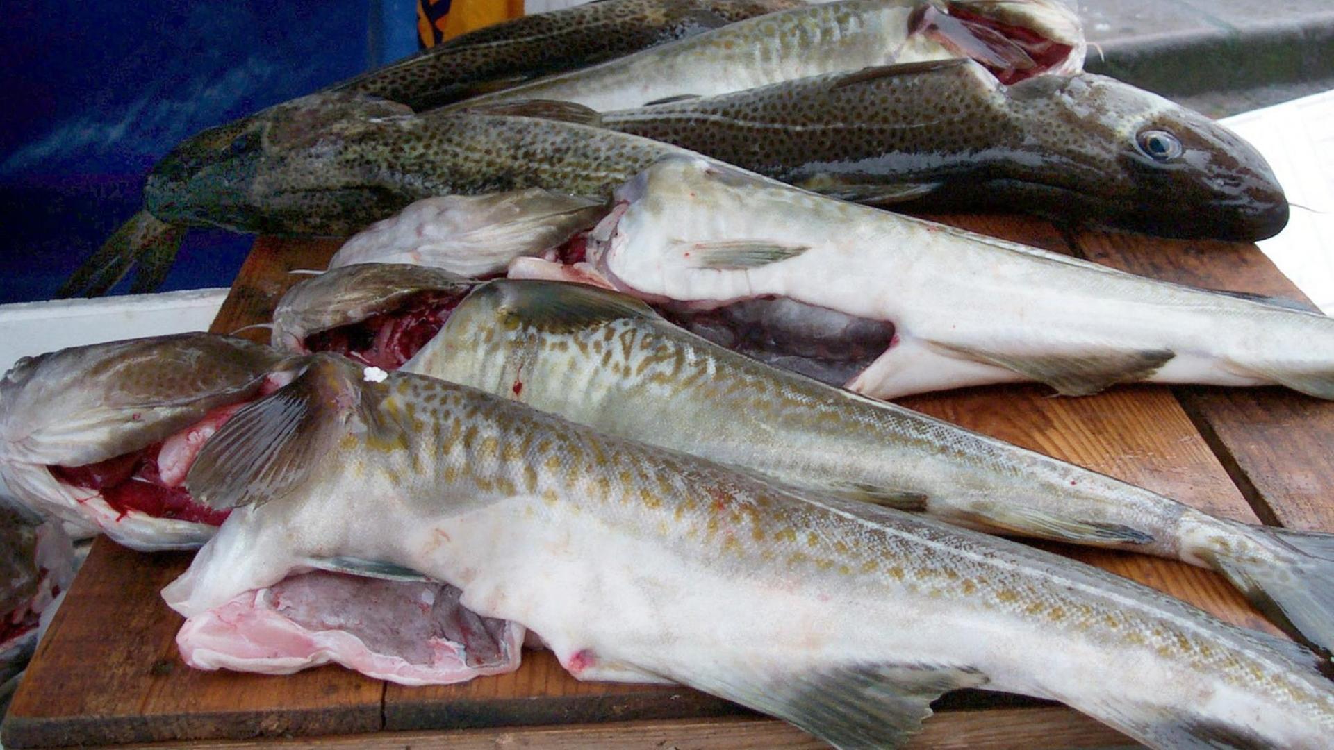 Kabeljau aus der Nordsee, aufgenommen auf einem Markt in Kopenhagen Kabeljau aus der Nordsee, aufgenommen auf einem Markt in Kopenhagen