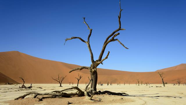 Abgestorbene Kameldornbäume vor Sanddünen in Namibia.