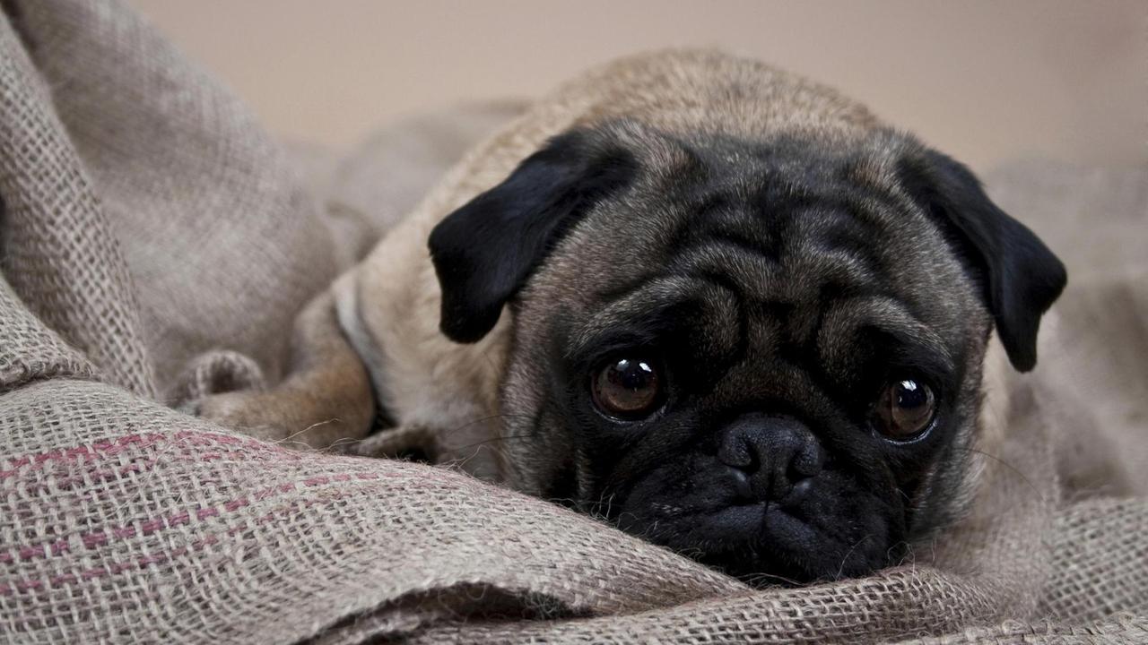 Ein Mops liegt auf einer Decke. Ein Mops liegt auf einer Decke.