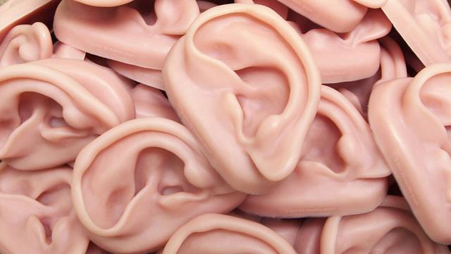Nachbildungen menschlicher Ohren, aufgenommen bei der Firma 3B Scientific in Hamburg am 27.5.2003.