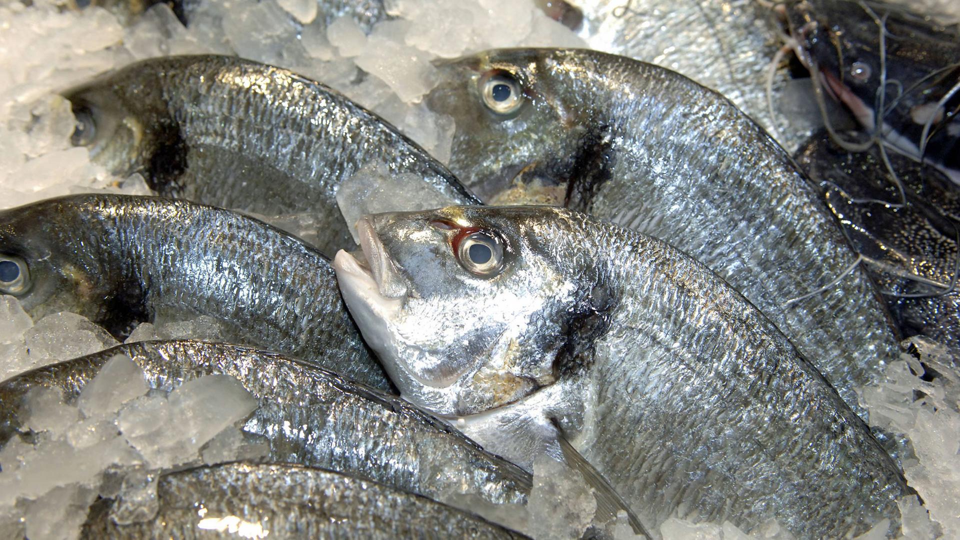 Fisch auf Eis: Fischtheke eines Großmarktes Fisch auf Eis: Fischtheke eines Großmarktes