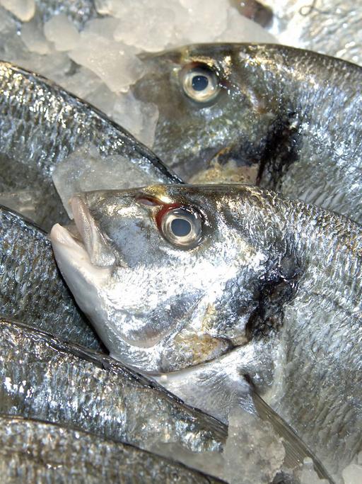 Fisch auf Eis: Fischtheke eines Großmarktes