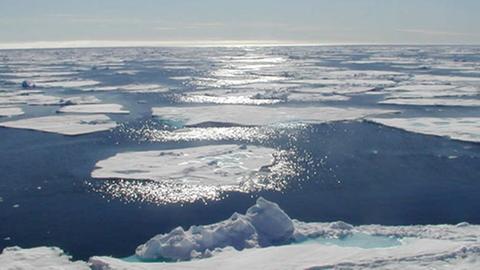 Salzwasser gefriert bei Minus zwei Grad - da müsste den Fischen der Arktis doch glatt das Blut in den Adern hart werden. 