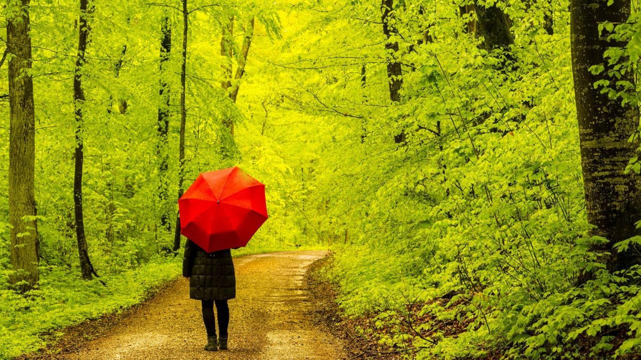 Ein Wald an der Schwäbischen Alb, Baden-Wuerttemberg, Deutschland Ein Wald an der Schwäbischen Alb, Baden-Wuerttemberg, Deutschland