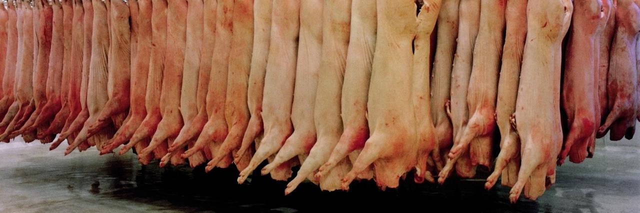 Schweine hängen in einem Schlachthof. Schweine hängen in einem Schlachthof.