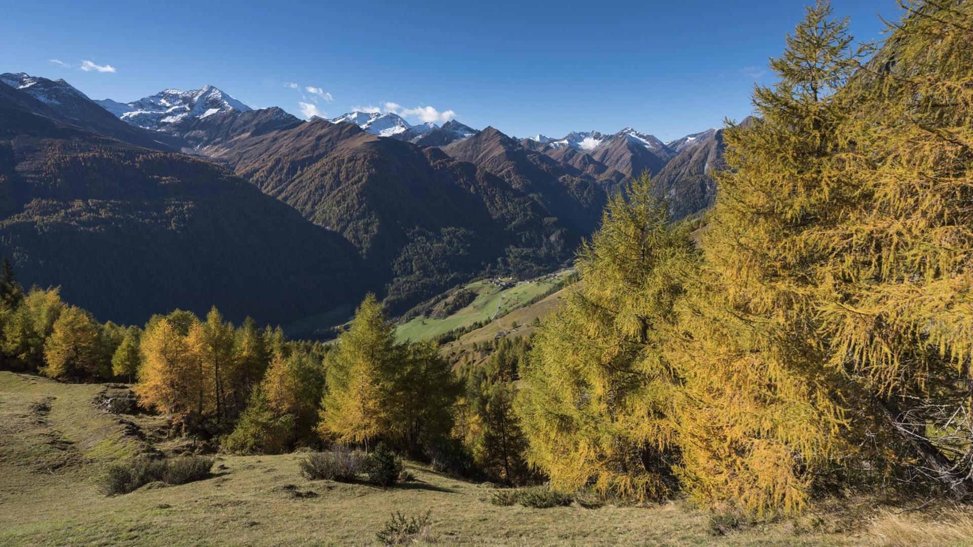 Bergwälder im Virgental in Osttirol Bergwälder im Virgental in Osttirol