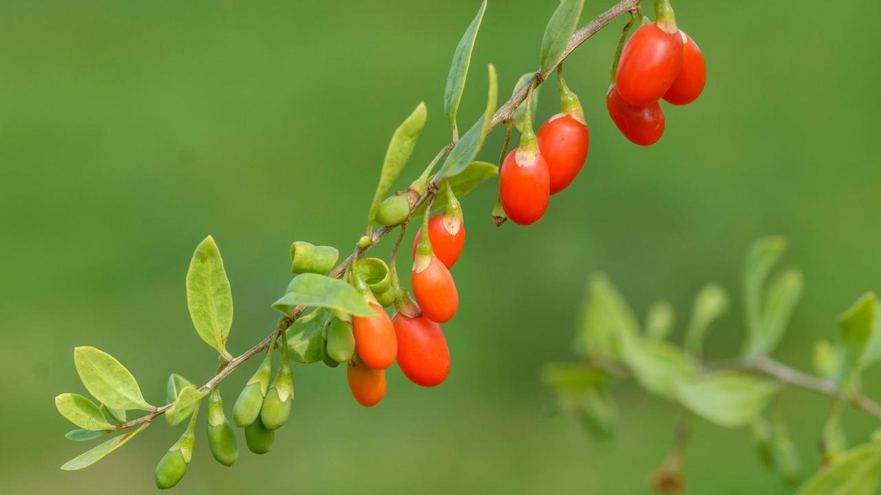 Gemeiner Bocksdorn, Turgidus (Lycium barbarum 'Turgidus', Lycium barbarum Turgidus) oder auch: Goji-Beeren der Sorte Turgidus am Strauch Gemeiner Bocksdorn, Turgidus (Lycium barbarum 'Turgidus', Lycium barbarum Turgidus) oder auch: Goji-Beeren der Sorte Turgidus am Strauch