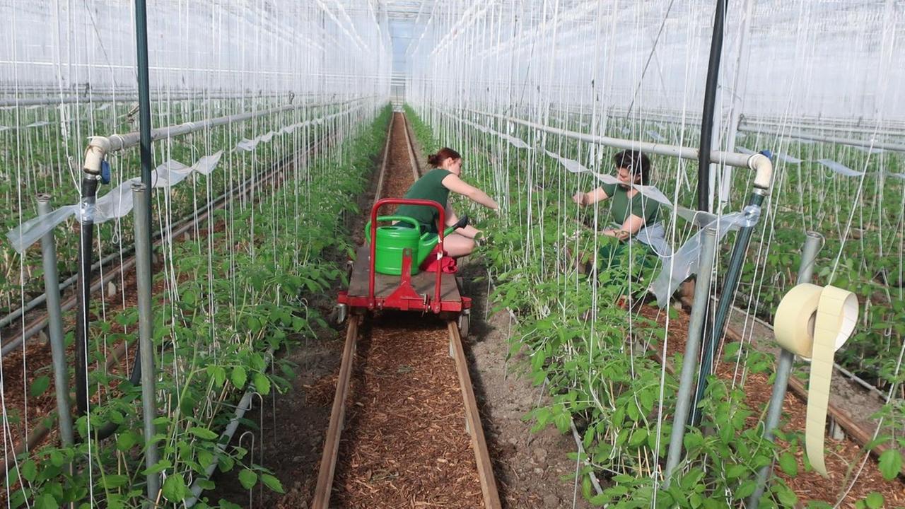 Zwei menschen binden Tomaten in einem Gewächshaus an. Zwei menschen binden Tomaten in einem Gewächshaus an.