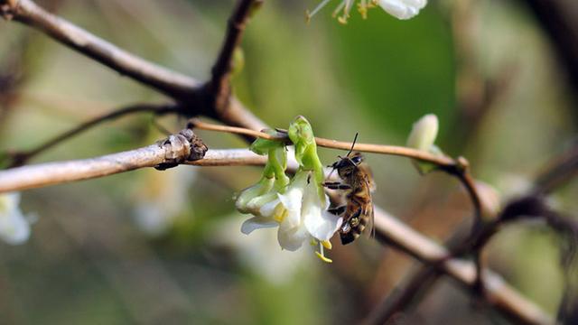 Eine Biene sitzt am 7.1.2014 in Köln auf einer Blüte.