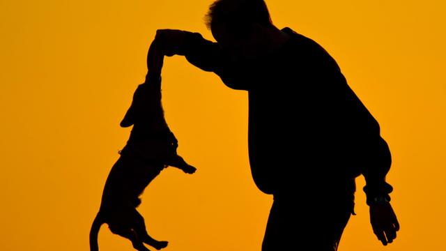 Ein Mann spielt am 12.03.2014 in Berlin bei Sonnenuntergang mit seinem Hund.