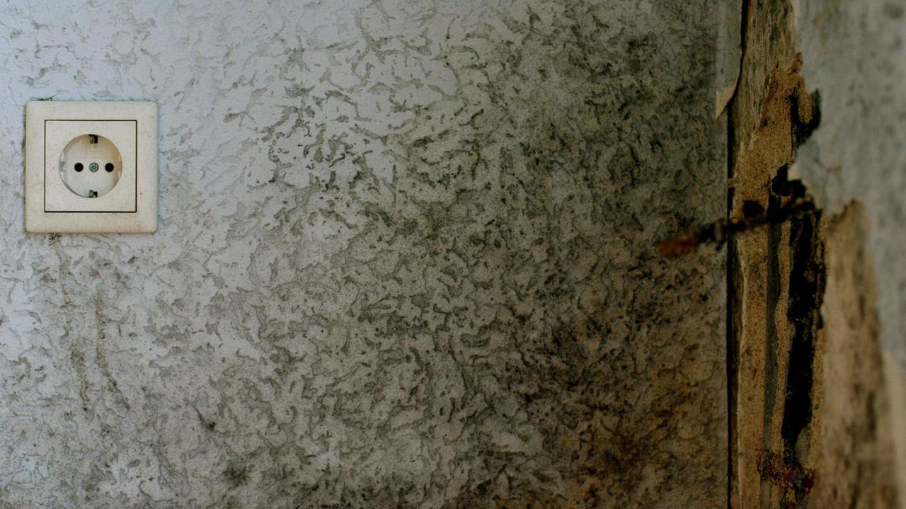 Die von Schimmel befallene Wand einer Wohnung. Die von Schimmel befallene Wand einer Wohnung.