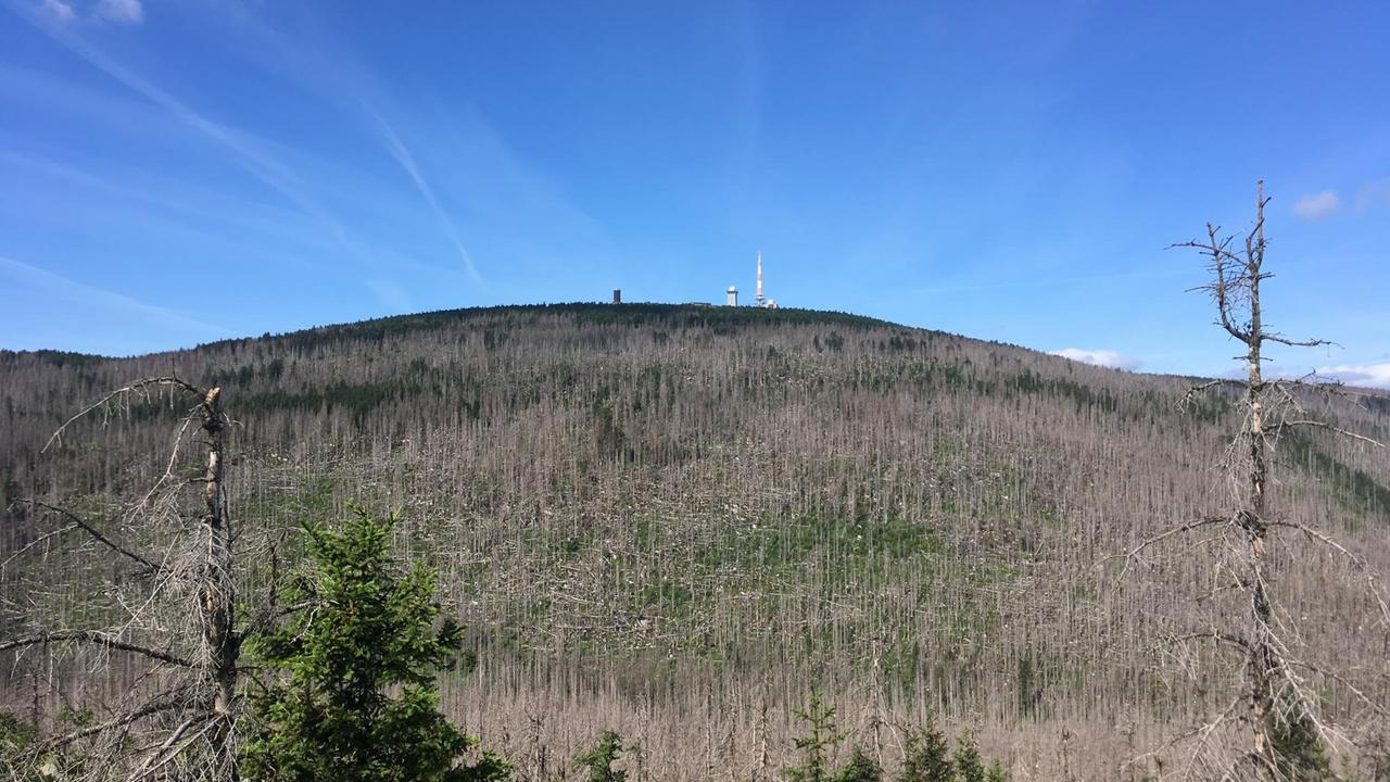 Panoramaaufnahme des Brockenberges mit einer Sendestation auf dem Gipfel. Der Hügel ist von toten Bäumen überdeckt, zwischen denen sich der grüne Jungwuchs zeigt.