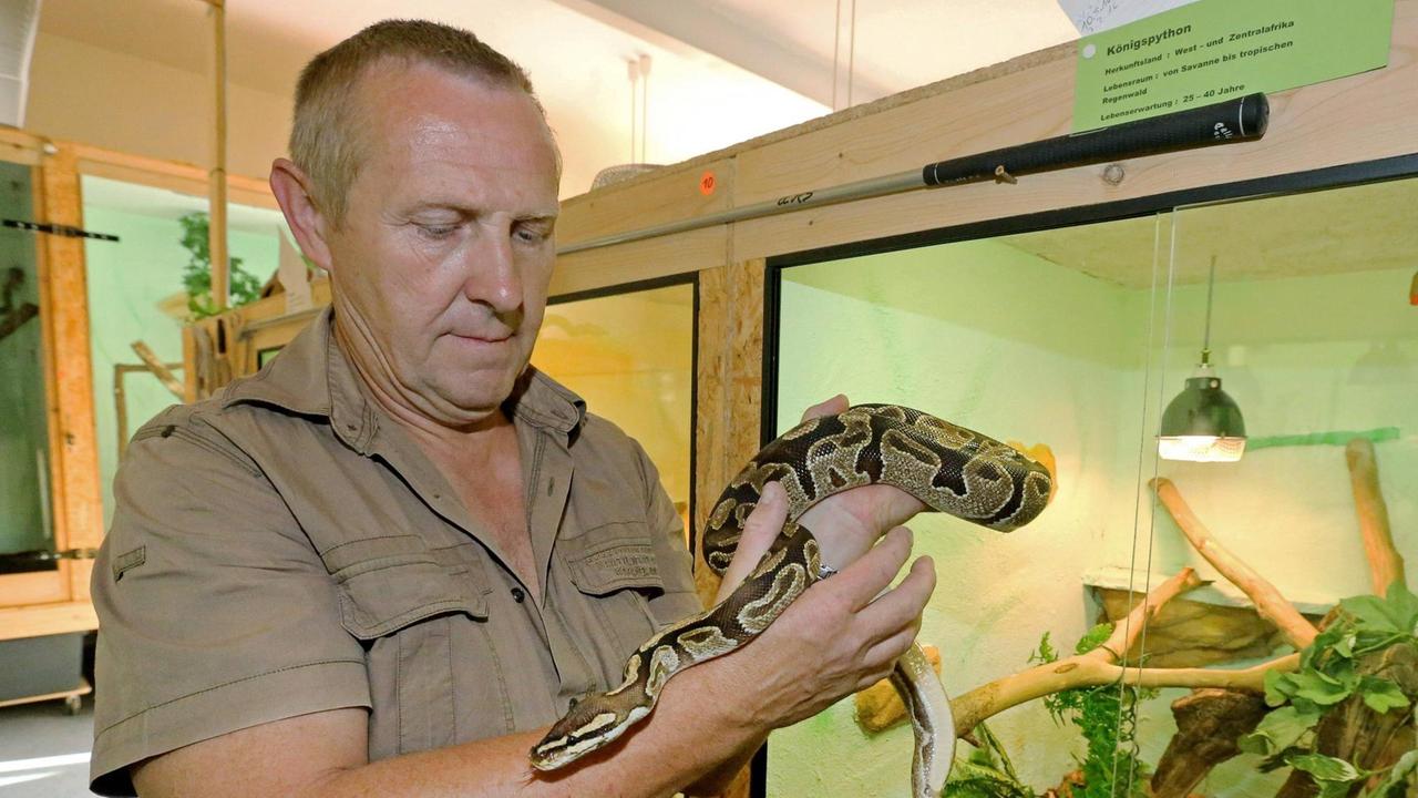 Rolf Schumann, Leiter der Reptilienauffangstation Weissenfels in Sachsen-Anhalt, am 16.08.2016 mit einer Königspython vor einem Terrarium. Ueber 90 Prozent der hier lebenden Reptilien sind von der Polizei beschlagnahmte Tiere. Rolf Schumann, Leiter der Reptilienauffangstation Weissenfels in Sachsen-Anhalt, am 16.08.2016 mit einer Königspython vor einem Terrarium. Ueber 90 Prozent der hier lebenden Reptilien sind von der Polizei beschlagnahmte Tiere.