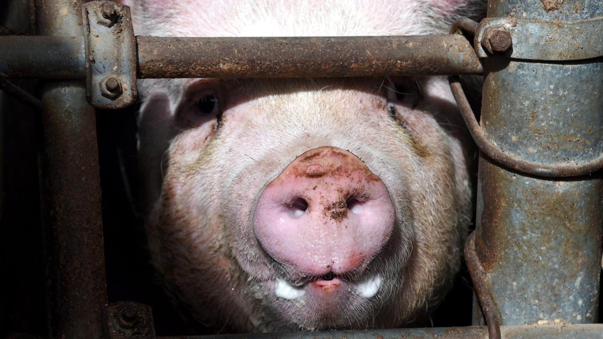 Ein Schwein Ein Schwein
