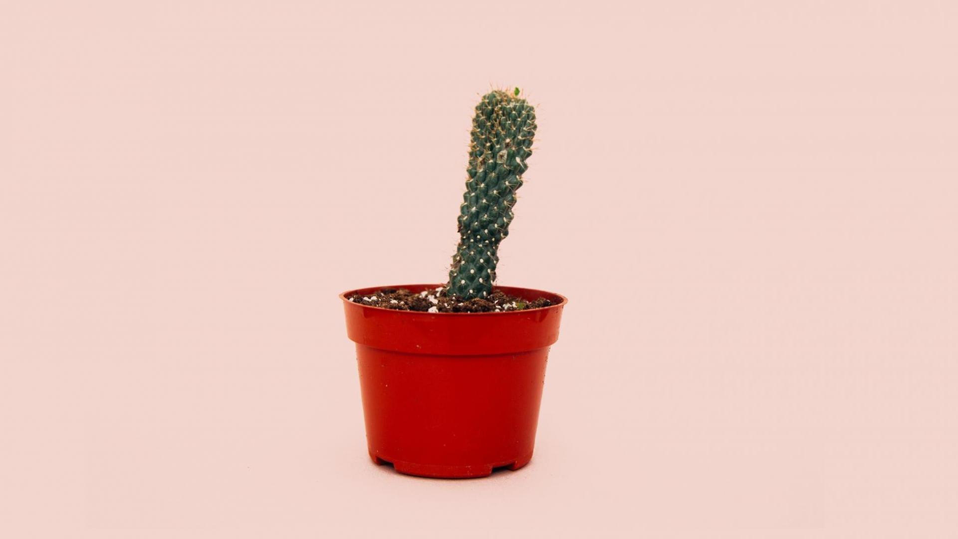 Vor rosa Hintergrund ist ein etwas verschrumpelter gerade gewachsener Kaktus zu sehen. Vor rosa Hintergrund ist ein etwas verschrumpelter gerade gewachsener Kaktus zu sehen.