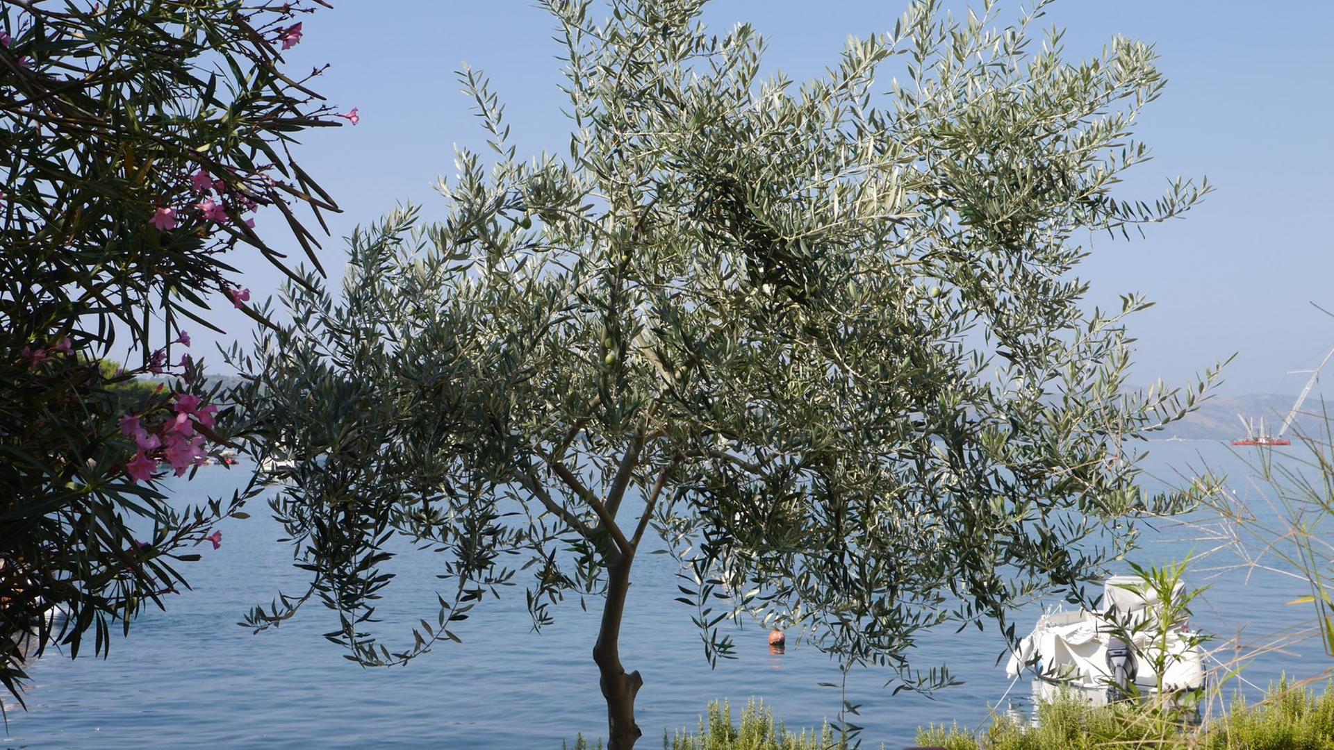 Ein Olivenbaum steht am Ufer eines Meeres, im Hintergrund schwimmt ein weißes Boot auf dem Wasser. Ein Olivenbaum steht am Ufer eines Meeres, im Hintergrund schwimmt ein weißes Boot auf dem Wasser.