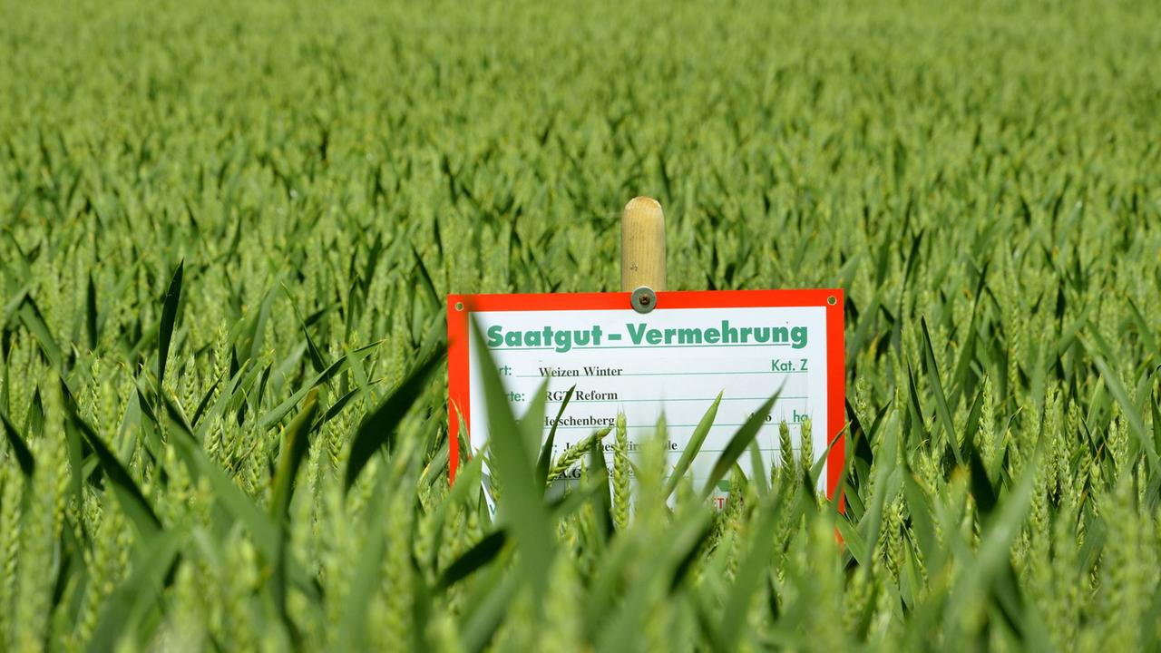 Schild mit dem Hinweis auf Saatgut-Vermehrung im Winterweizenfeld, Deutschland, Nordrhein-Westfalen.