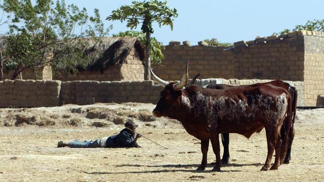 Ein Hirte mit seinen Rindern auf einem Viehmarkt in Angola