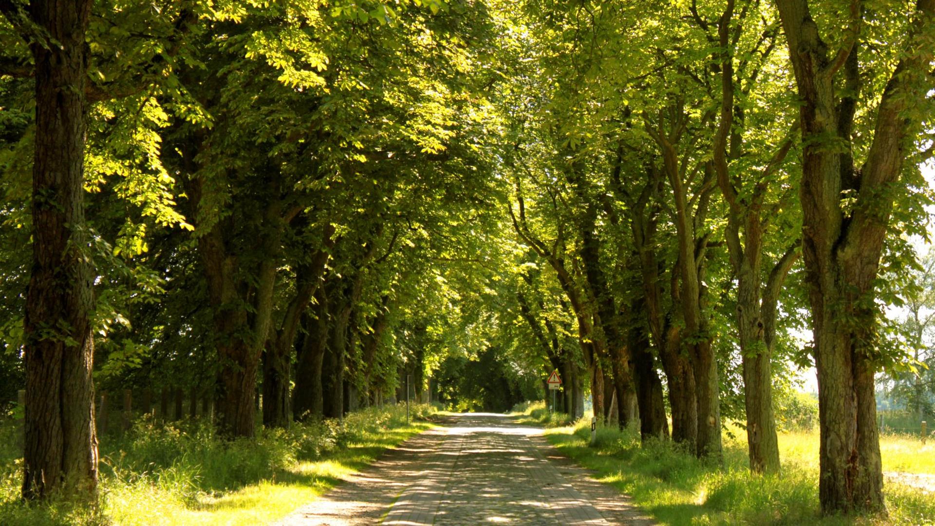 Blick in eine Kastanienallee im Verlauf Deutsche Alleenstraße in Mecklenburg Vorpommern | Verwendung weltweit Blick in eine Kastanienallee im Verlauf Deutsche Alleenstraße in Mecklenburg Vorpommern | Verwendung weltweit