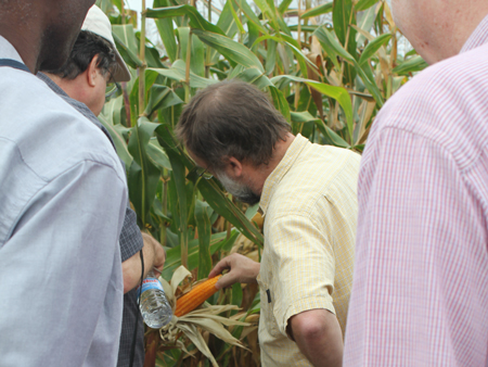 Torbert Rocheford, Professor an der Purdue-Universität, und Kollegen schauen sich Vitamin-A-Mais im Feld an