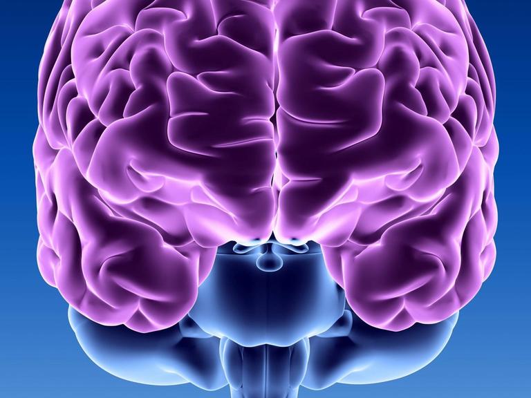 Computergrafik des menschlichen Gehirns von hinten.