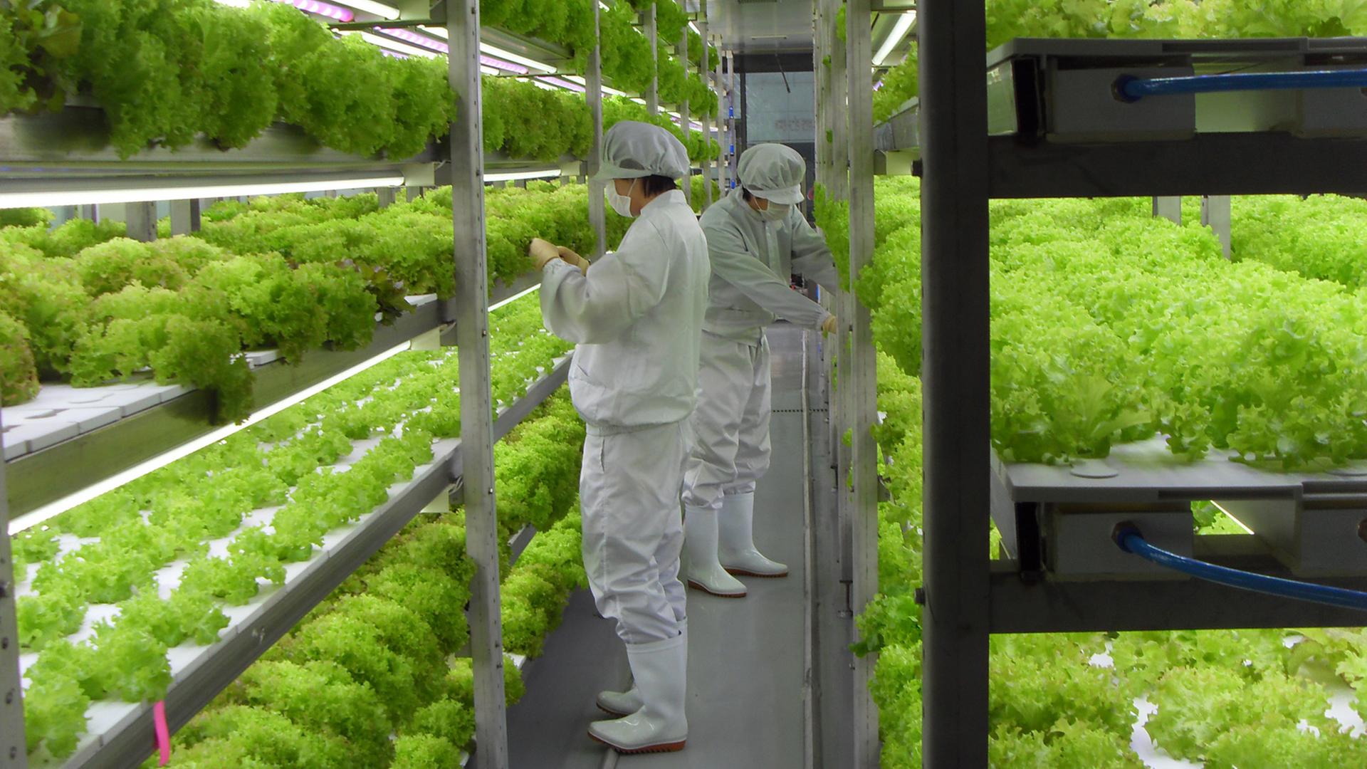 Eine Vertical Farm - hier in der Stadt Yongin in Südkorea Eine Vertical Farm - hier in der Stadt Yongin in Südkorea