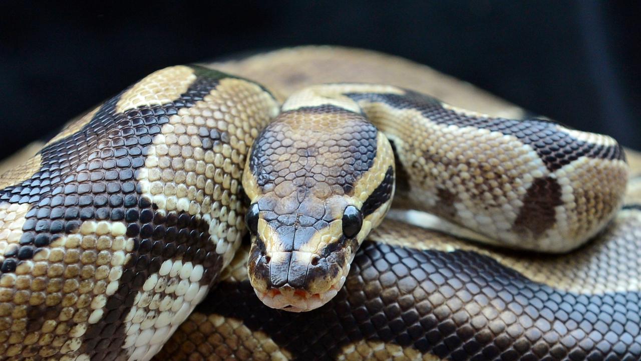Der Königspython zählt zu den Riesenschlangen, gehört aber mit ungefähr 130 cm Gesamtlänge zu den kleineren Vertretern innerhalb der Gattung Python. Seine Heimat sind die Tropen in West- und Zentralafrika.