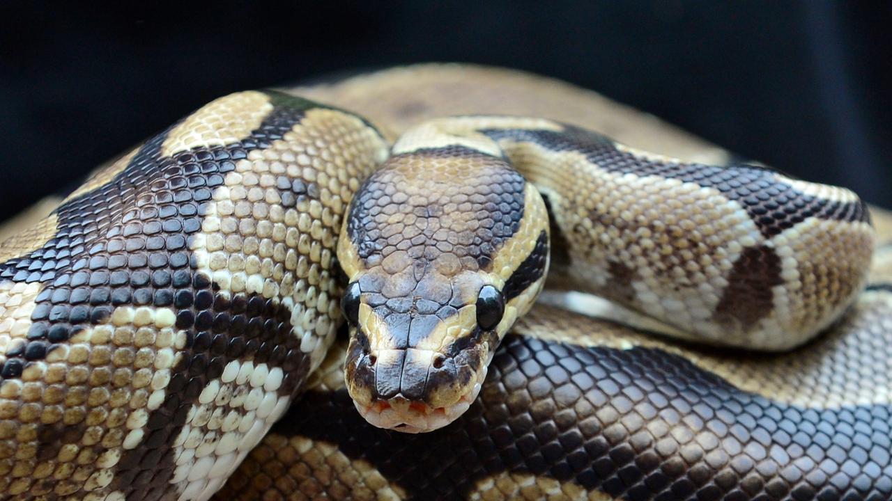 Der Königspython zählt zu den Riesenschlangen, gehört aber mit ungefähr 130 cm Gesamtlänge zu den kleineren Vertretern innerhalb der Gattung Python. Seine Heimat sind die Tropen in West- und Zentralafrika. Der Königspython zählt zu den Riesenschlangen, gehört aber mit ungefähr 130 cm Gesamtlänge zu den kleineren Vertretern innerhalb der Gattung Python. Seine Heimat sind die Tropen in West- und Zentralafrika.