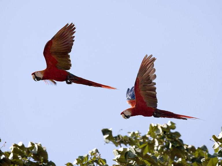 Zwei hellrote Aras fliegen in Los Lianos in Venezuela über Baumkronen.