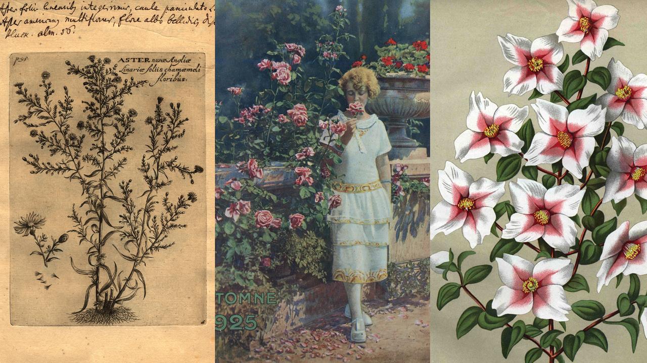 Collage alter Drucksachen zum Gartenbau. Collage alter Drucksachen zum Gartenbau.