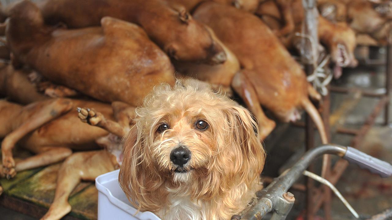 A pet dog sits in the basket on a bicycle in front of dogs killed and to be eaten at a free market in Yulin city, south Chinas Guangxi Zhuang Autonomous Region, 21 June 2012. A pet dog sits in the basket on a bicycle in front of dogs killed and to be eaten at a free market in Yulin city, south Chinas Guangxi Zhuang Autonomous Region, 21 June 2012.