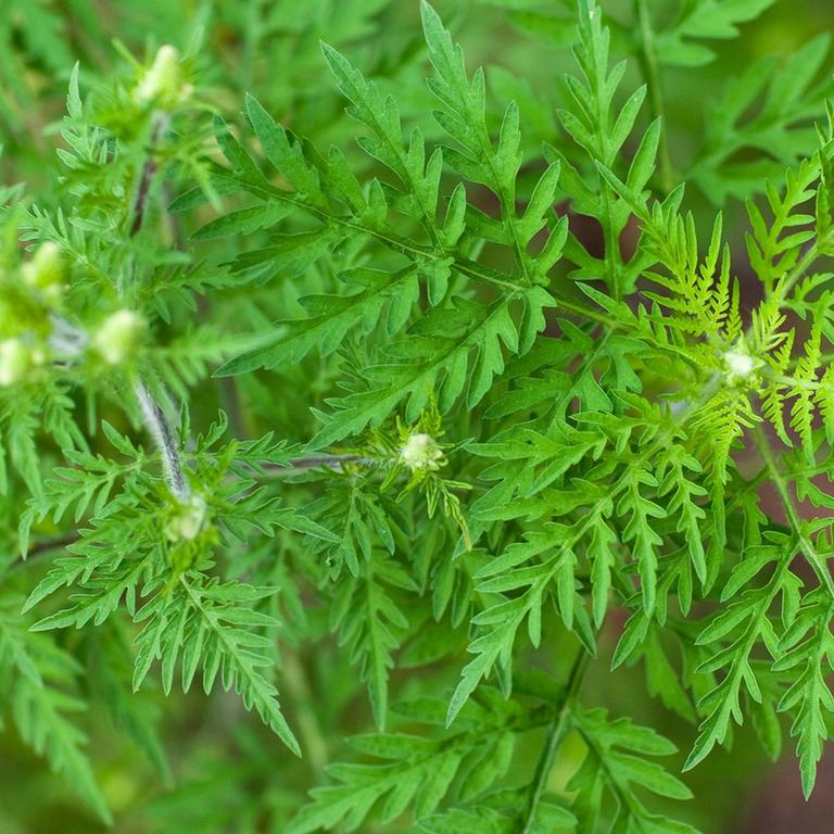 Eine Beifuß-Ambrosiapflanze