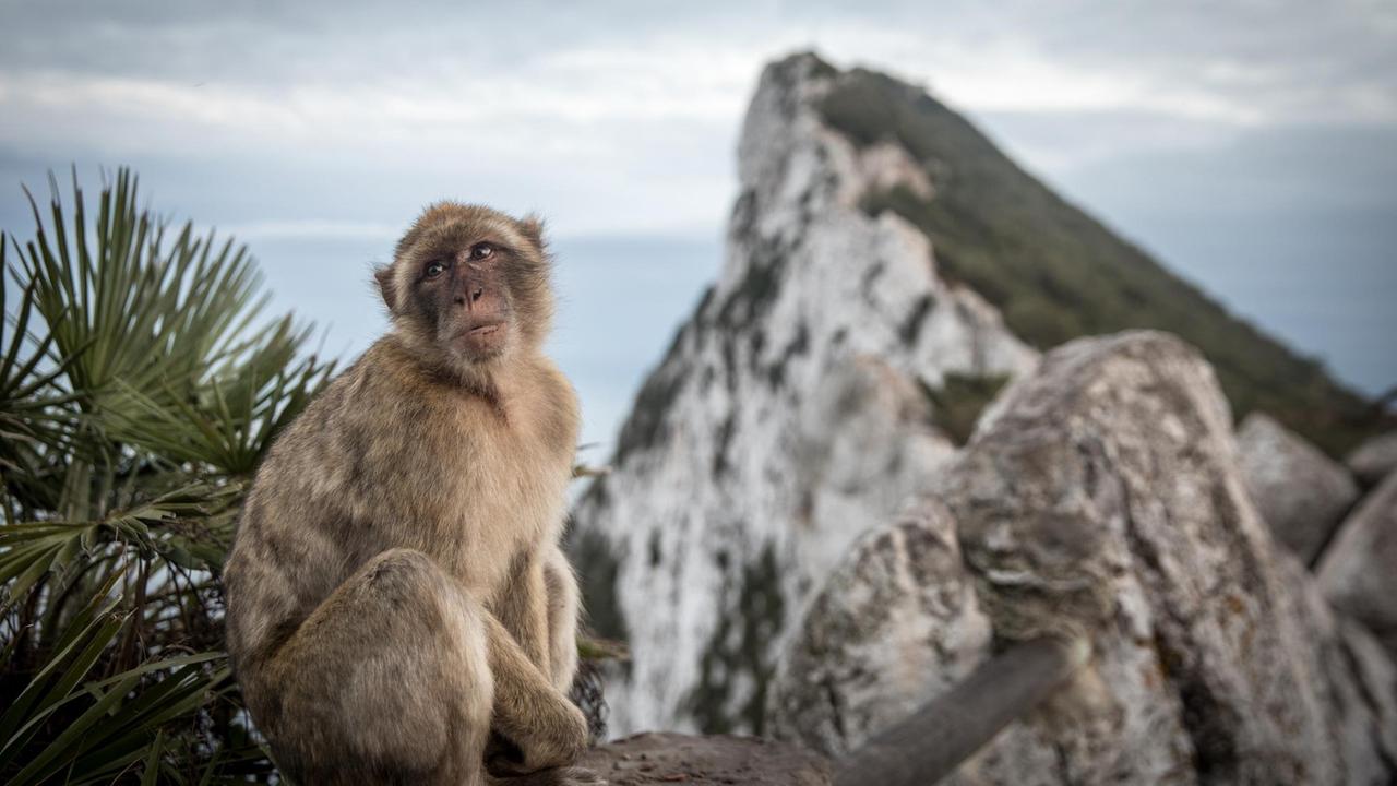 Ein Affe sitzt auf dem Affenfelsen in Gibraltar. Ein Affe sitzt auf dem Affenfelsen in Gibraltar.