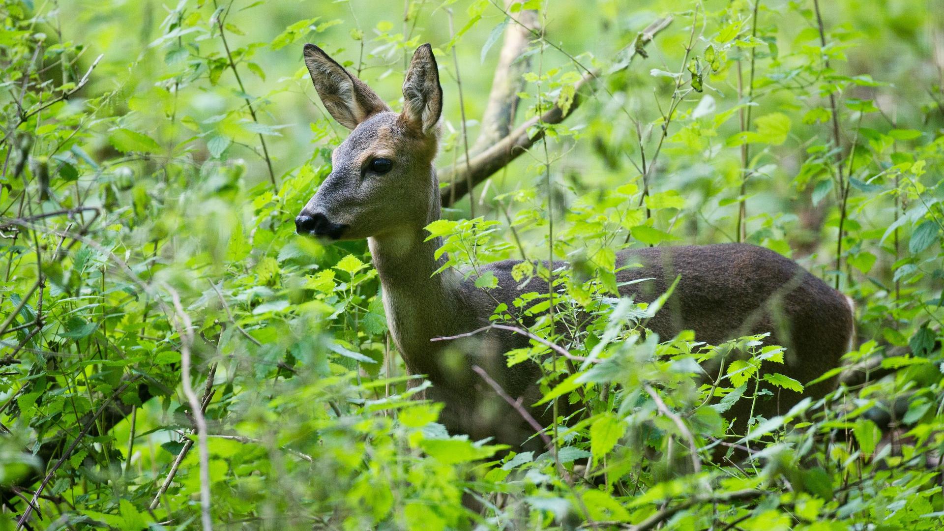 Ein Reh zwischen dichten Brennesseln in einem Wald Ein Reh zwischen dichten Brennesseln in einem Wald