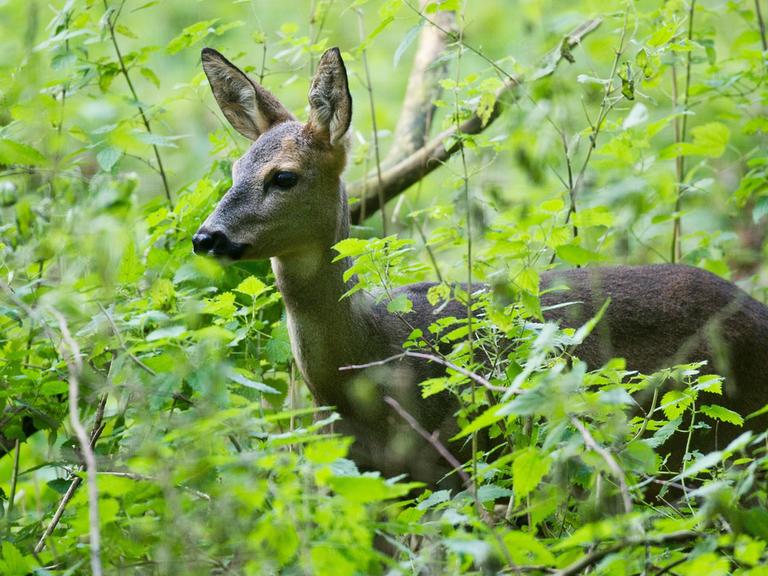 Ein Reh zwischen dichten Brennesseln in einem Wald