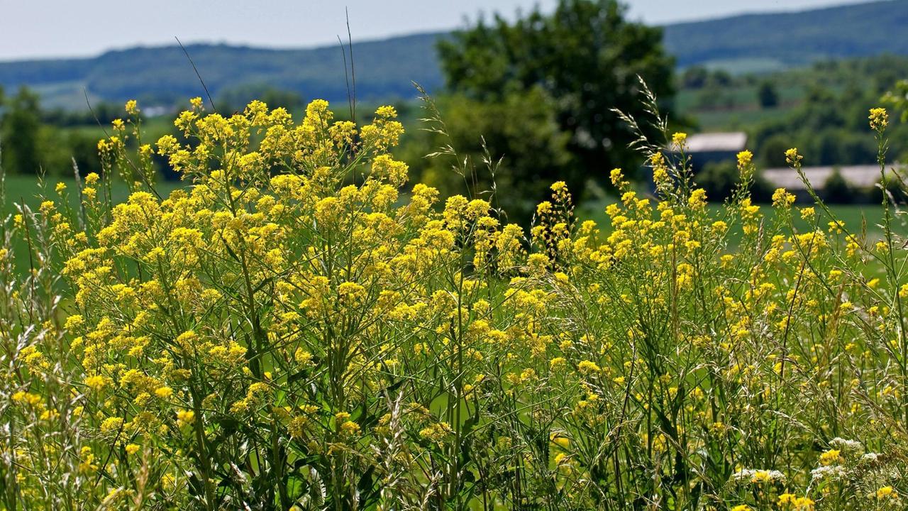 Die Orientalische Zackenschote (Bunias orientalis) Die Orientalische Zackenschote (Bunias orientalis)