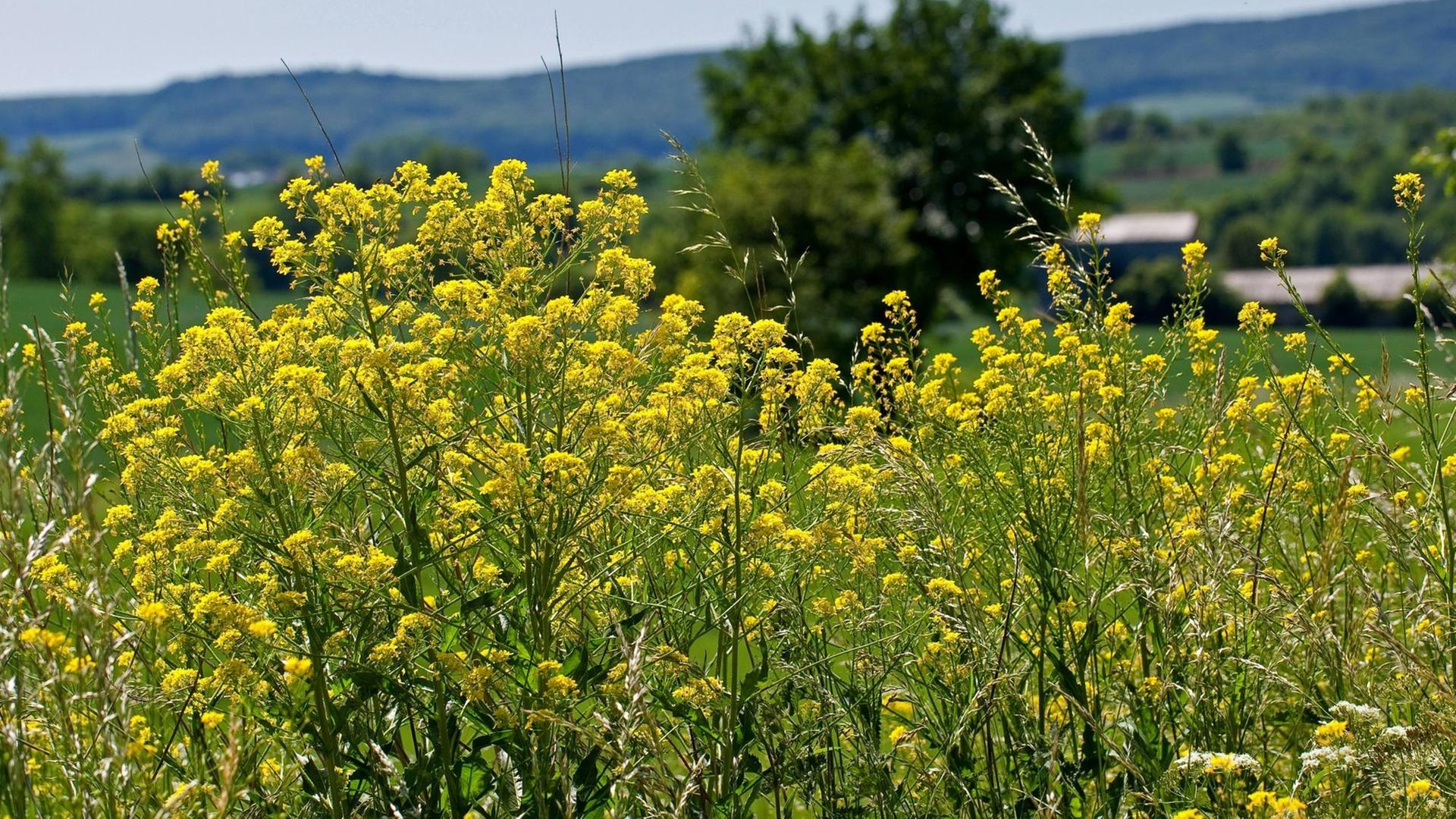 Die Orientalische Zackenschote (Bunias orientalis) Die Orientalische Zackenschote (Bunias orientalis)