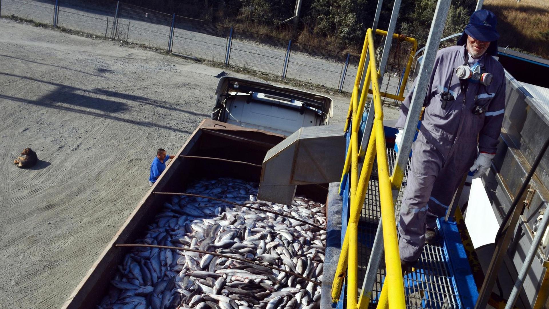 Lachse werden bei der Firma Fiordo Austral (Southern Fjord) in Calbuco bei Puerto Montt, Chile, auf einen Lkw verladen. Die Alarme gingen wieder los in der Lachsindustrie in Chile - einer der größten Produzenten dieses Fisches in der Welt - wegen der Verbreitung von Mikroalgen im Süden des Landes, die zum Tod von Tonnen von Lachs führten. Lachse werden bei der Firma Fiordo Austral (Southern Fjord) in Calbuco bei Puerto Montt, Chile, auf einen Lkw verladen. Die Alarme gingen wieder los in der Lachsindustrie in Chile - einer der größten Produzenten dieses Fisches in der Welt - wegen der Verbreitung von Mikroalgen im Süden des Landes, die zum Tod von Tonnen von Lachs führten.