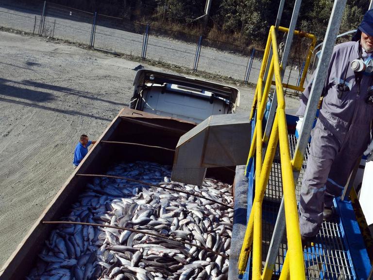 Lachse werden bei der Firma Fiordo Austral (Southern Fjord) in Calbuco bei Puerto Montt, Chile, auf einen Lkw verladen. Die Alarme gingen wieder los in der Lachsindustrie in Chile - einer der größten Produzenten dieses Fisches in der Welt - wegen der Verbreitung von Mikroalgen im Süden des Landes, die zum Tod von Tonnen von Lachs führten.