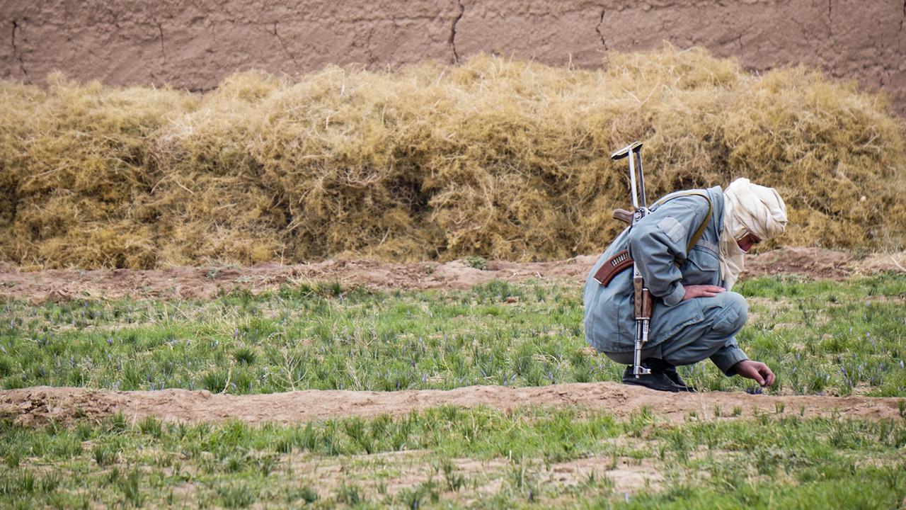 Ein Safranfeld in Afghanistan. Ein Safranfeld in Afghanistan.