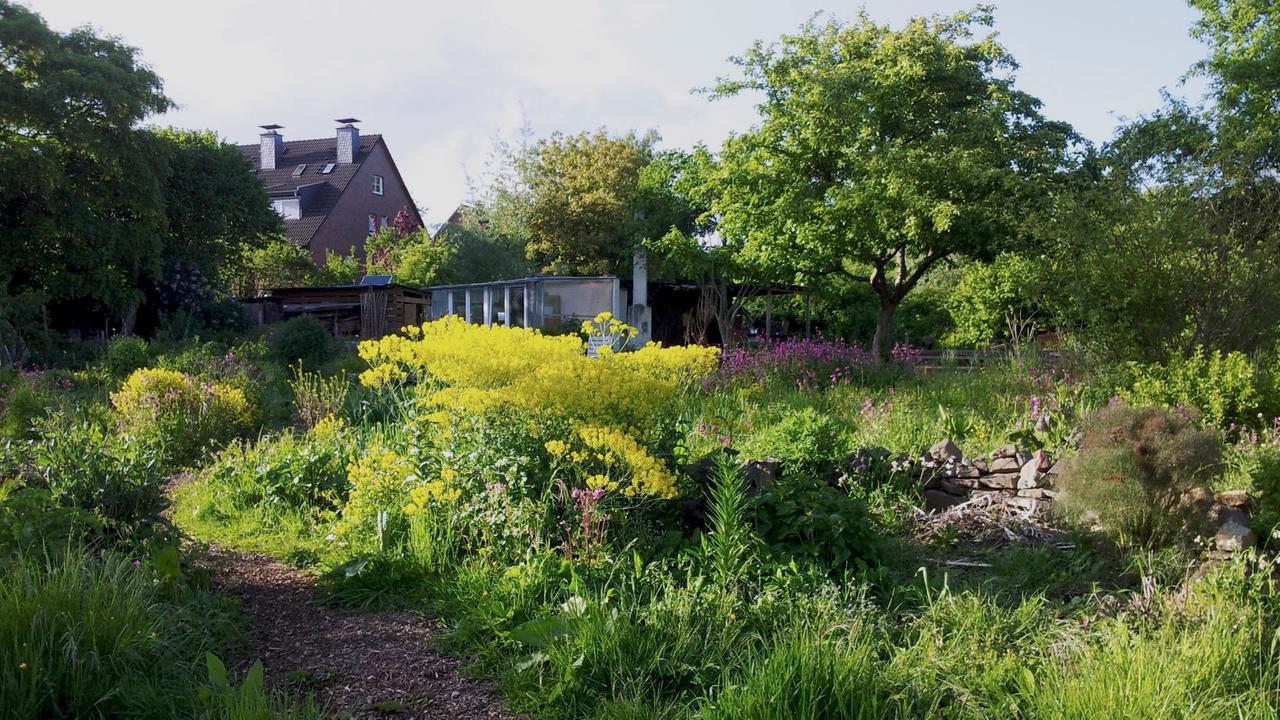 Ein natürlicher Garten, in der Mitte ein Gebüsch mit gelben Blüte, im Hintergrund rosafarbene Blüten. Ein Weg aus Mulch führt durch den Garten.