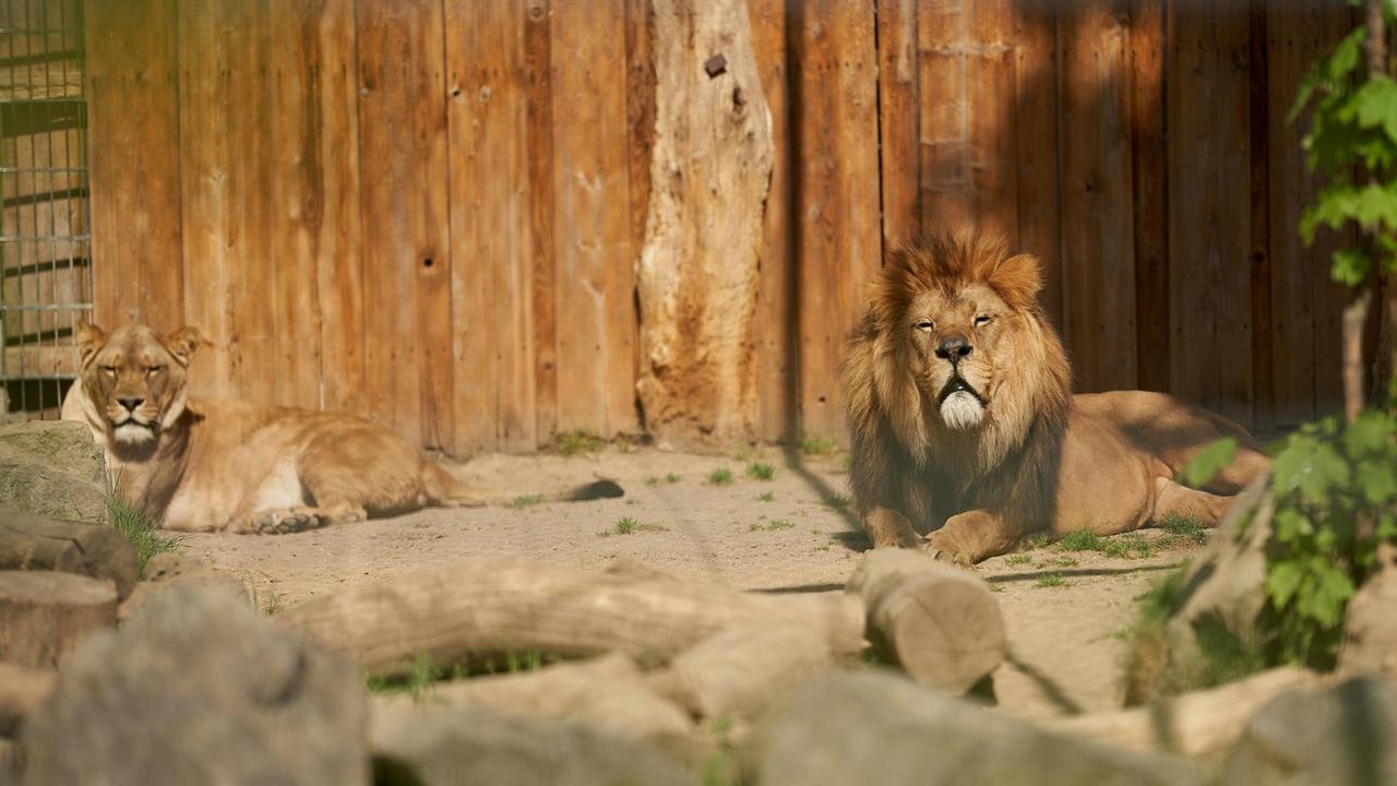 Zwei Berberlöwe sonnen sich im Zoo Neuwied. Zwei Berberlöwe sonnen sich im Zoo Neuwied.