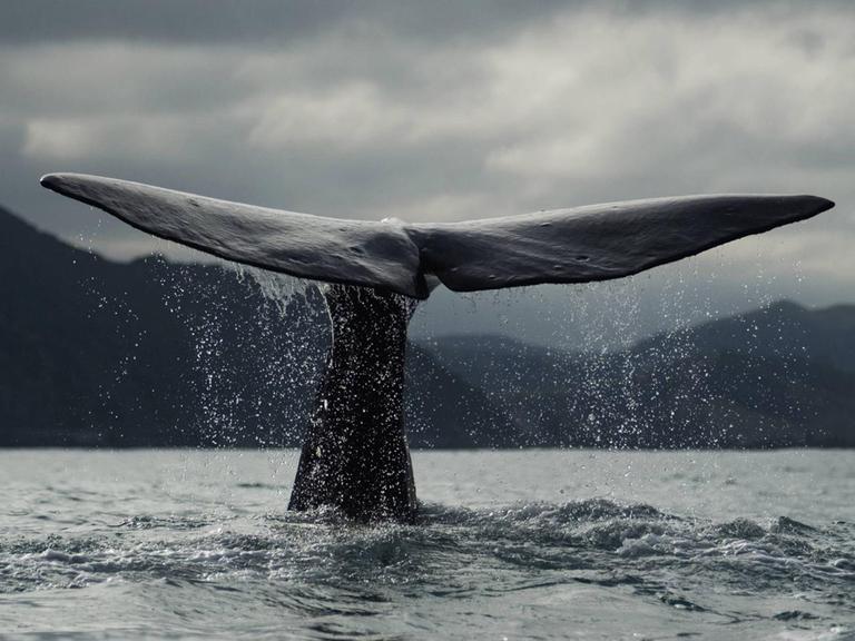 Ein Blauwal vor der Küste Neuseelands