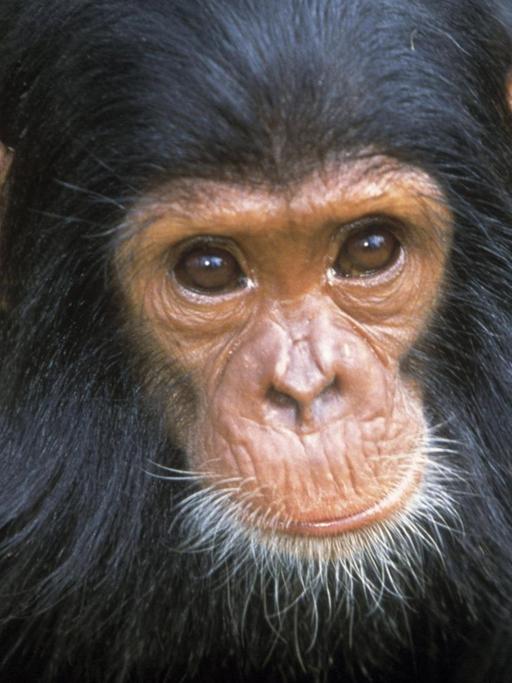 Chimpanzee - close-up of face Pan troglodytes. Tanzania, Africa. PUBLICATIONxINxGERxSUIxAUTxONLY Copyright: JeanxMichelxLabat 10774193