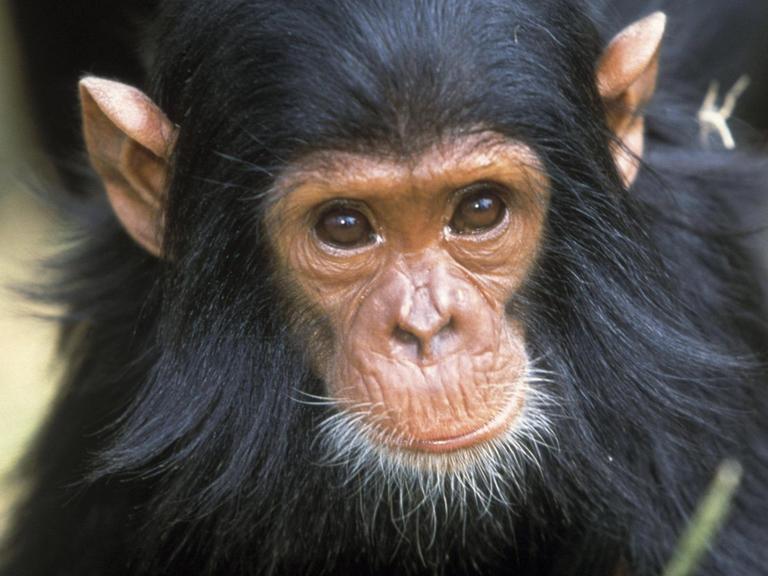 Chimpanzee - close-up of face Pan troglodytes. Tanzania, Africa. PUBLICATIONxINxGERxSUIxAUTxONLY Copyright: JeanxMichelxLabat 10774193