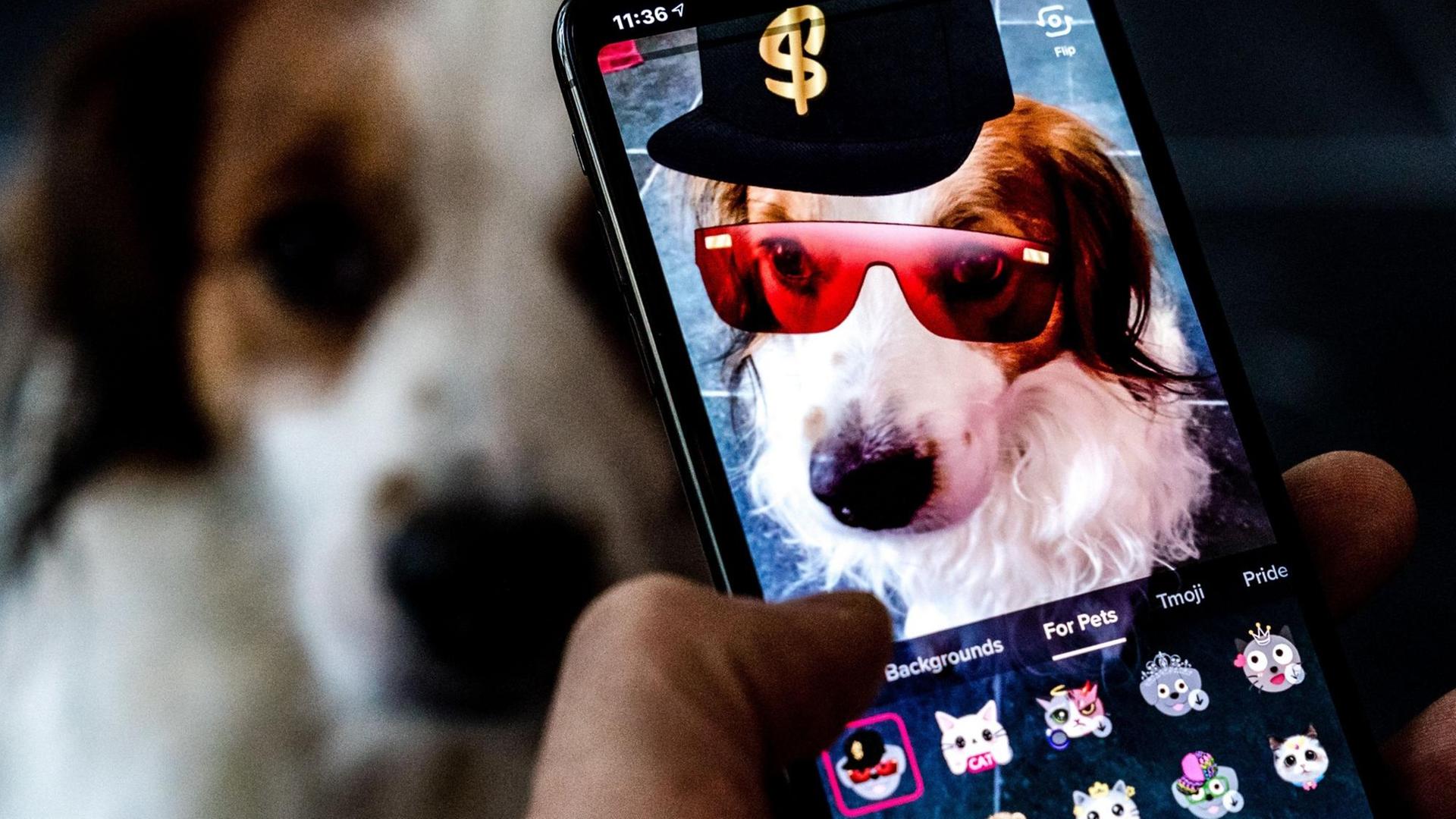 Das Bild zeigt die App TikTok auf einem Handy. Auf dem Display zu sehen ist ein Hund mit Sonnenbrille und Mütze. Das Bild zeigt die App TikTok auf einem Handy. Auf dem Display zu sehen ist ein Hund mit Sonnenbrille und Mütze.