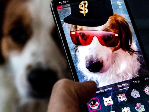 Das Bild zeigt die App TikTok auf einem Handy. Auf dem Display zu sehen ist ein Hund mit Sonnenbrille und Mütze.